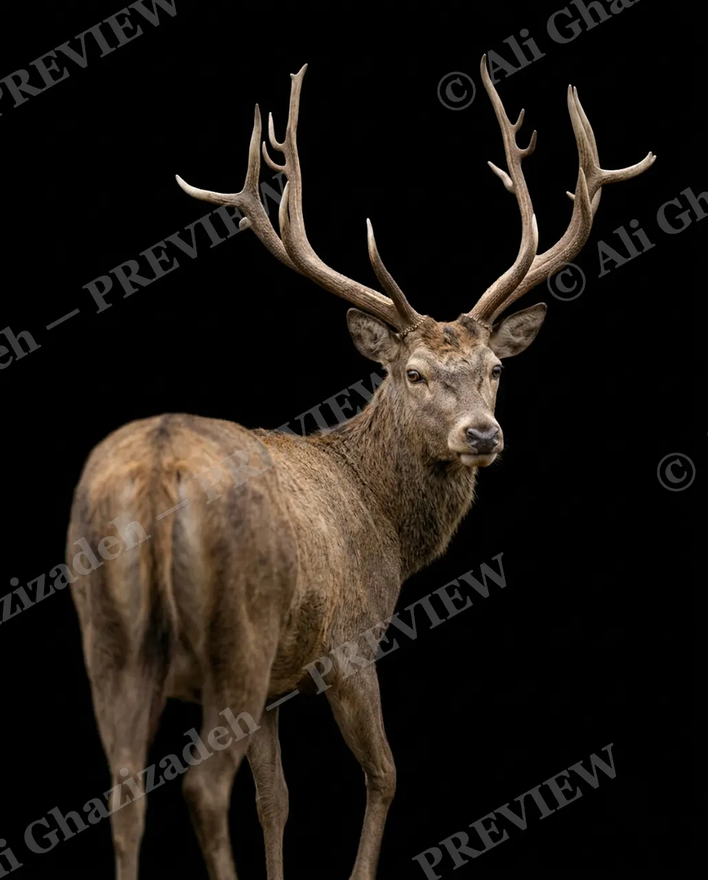 Big Teeth, Little Deer — The Piebald Buck Leaps — Muntjac artwork by Ali Ghazizadeh