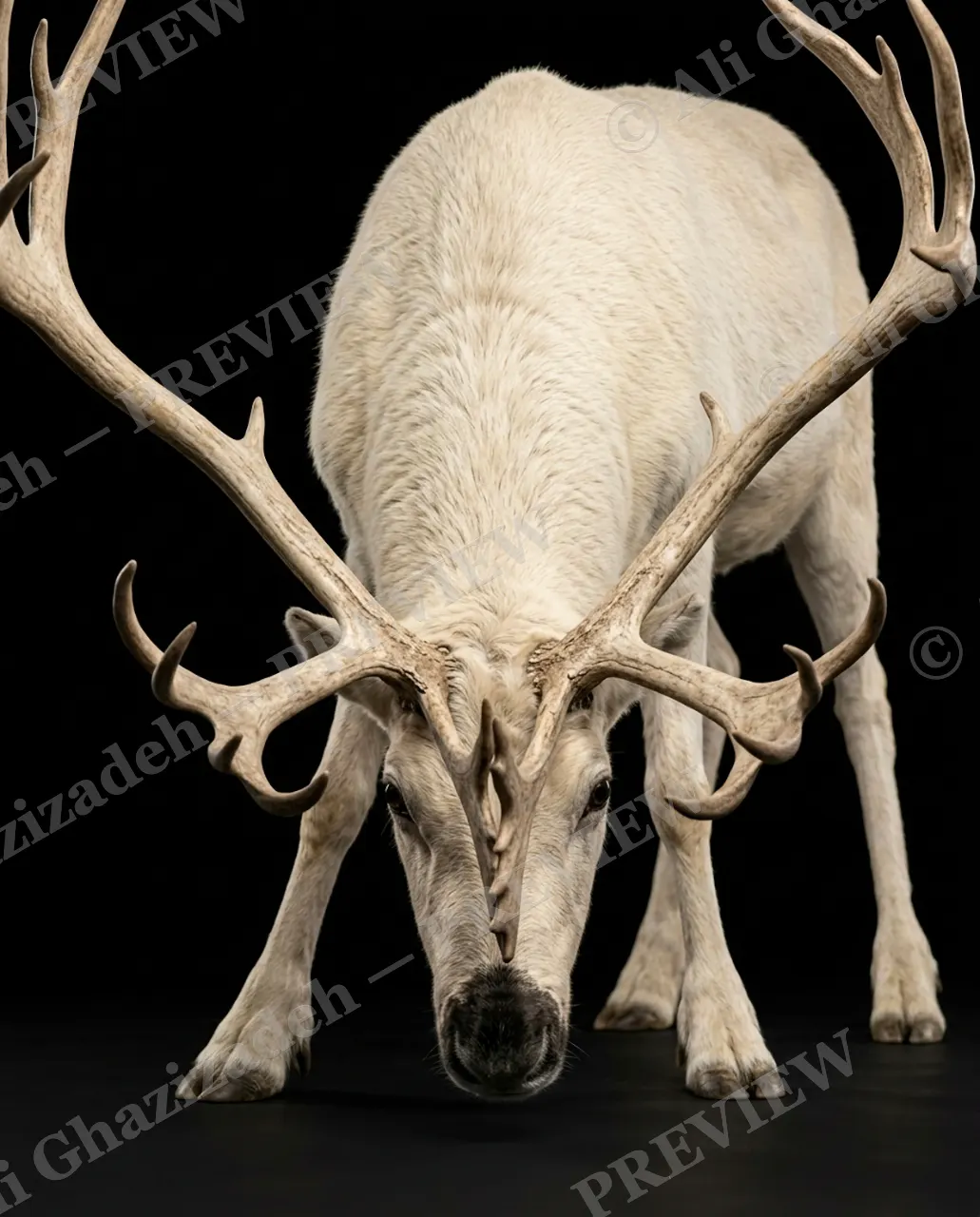 Big Teeth, Little Deer — The White Reindeer Bows — Muntjac artwork by Ali Ghazizadeh