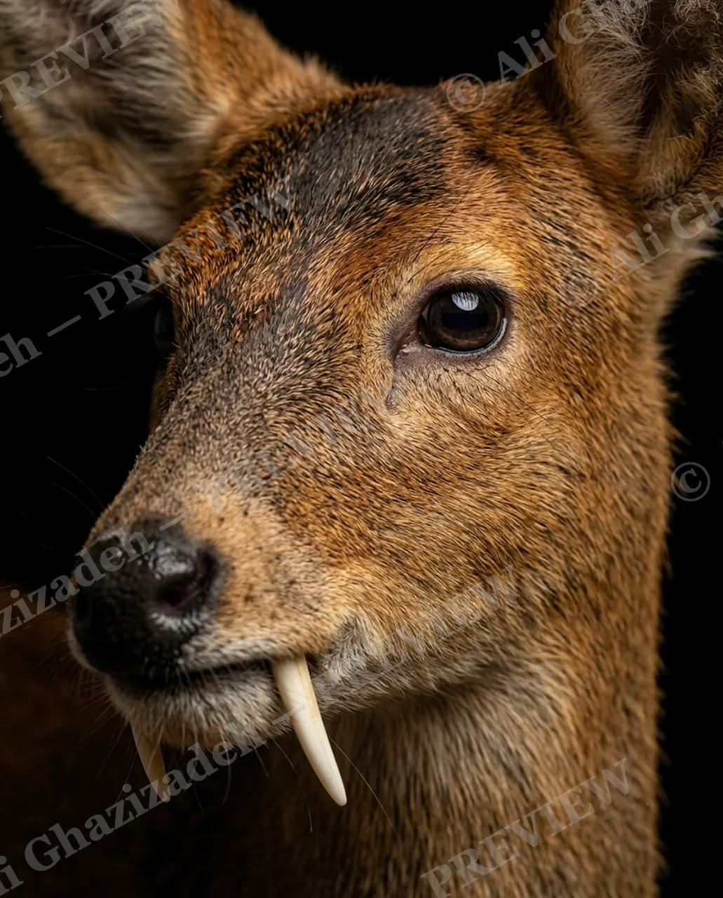 Big Teeth, Little Deer — Wait, Are Those Fangs? — Muntjac artwork by Ali Ghazizadeh