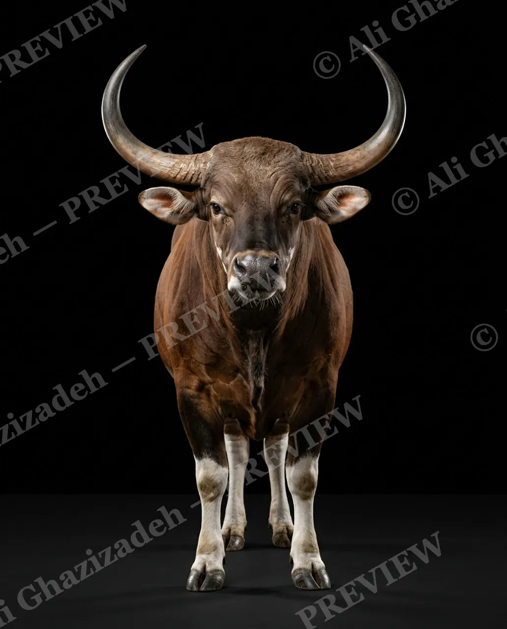 Horned Dynasty — Banteng on Parade — African buffalo artwork by Ali Ghazizadeh
