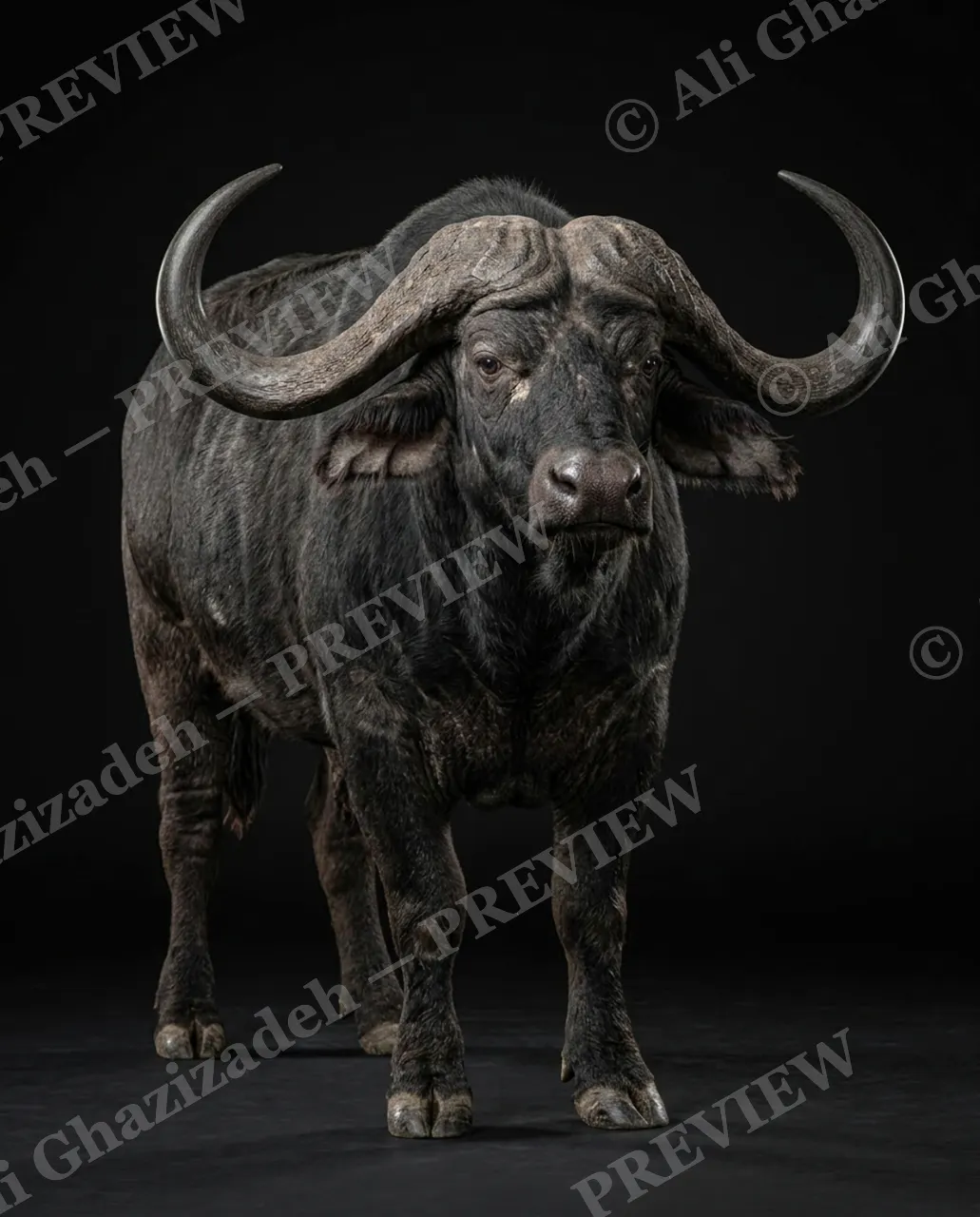 Horned Dynasty — Built Like a Wall — African buffalo artwork by Ali Ghazizadeh