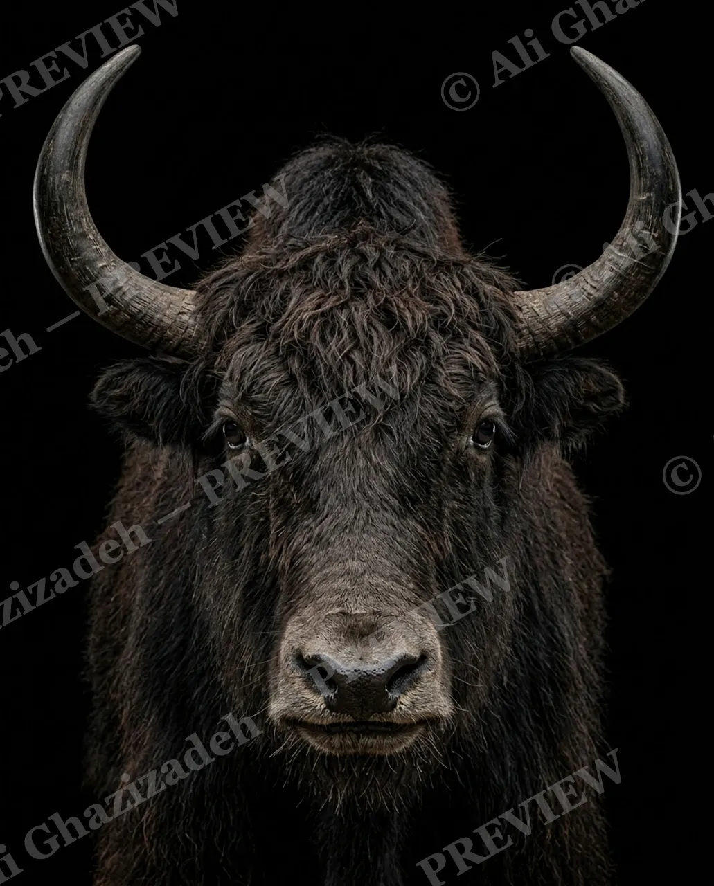 Horned Dynasty — Draped in Yak Hair — African buffalo artwork by Ali Ghazizadeh