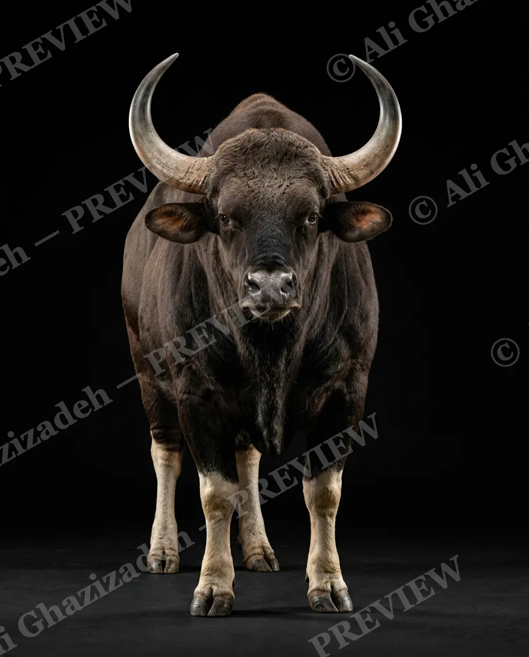 Horned Dynasty — Gaur Holds the Line — African buffalo artwork by Ali Ghazizadeh