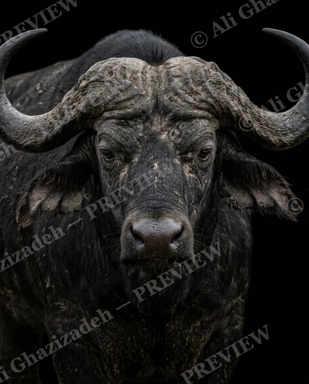 Horned Dynasty — Mud and Majesty — African buffalo artwork by Ali Ghazizadeh