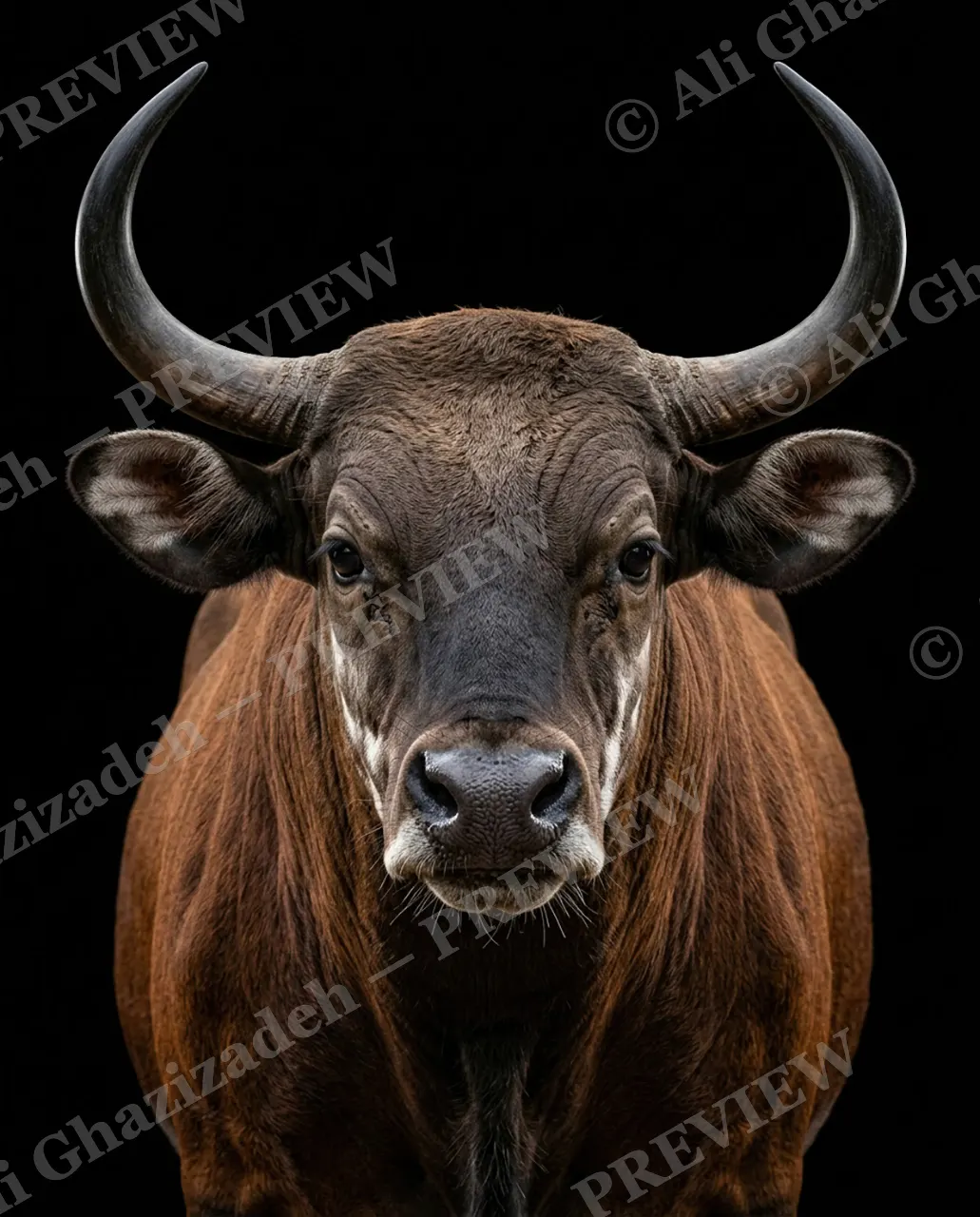 Horned Dynasty — Pale Socks, Bold Stare — African buffalo artwork by Ali Ghazizadeh