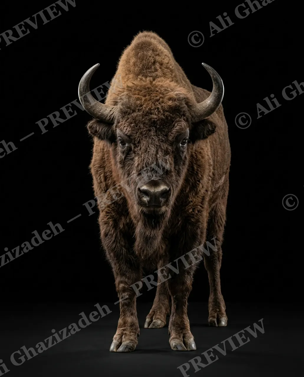 Horned Dynasty — Planted Like a Boulder — African buffalo artwork by Ali Ghazizadeh