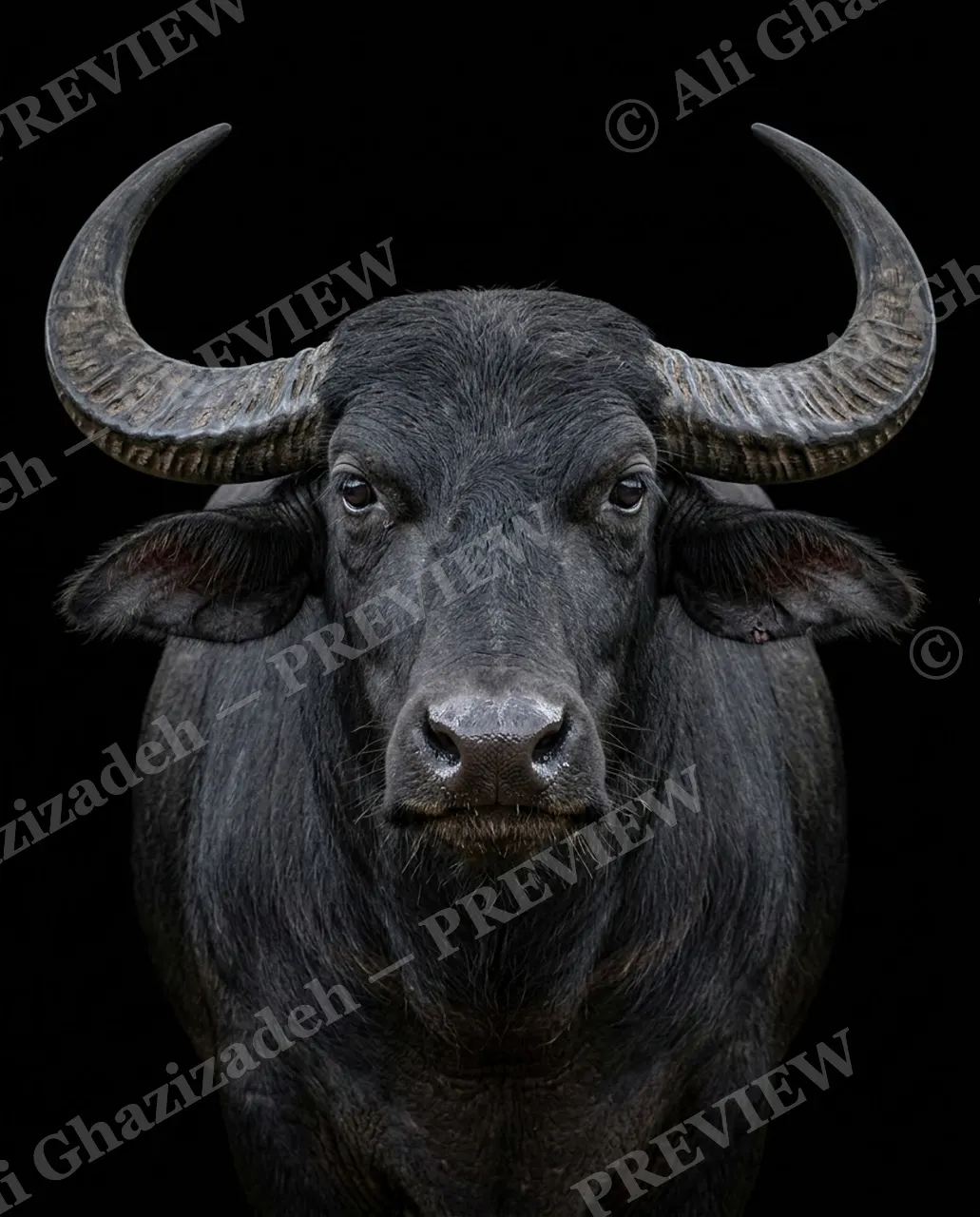 Horned Dynasty — Polished to Black — African buffalo artwork by Ali Ghazizadeh