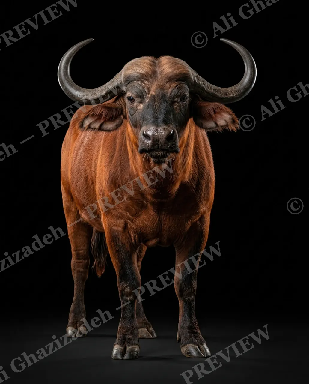 Horned Dynasty — Red Buffalo Advancing — African buffalo artwork by Ali Ghazizadeh