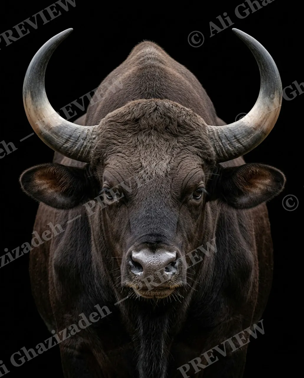 Horned Dynasty — Ridge-Backed and Watching — African buffalo artwork by Ali Ghazizadeh
