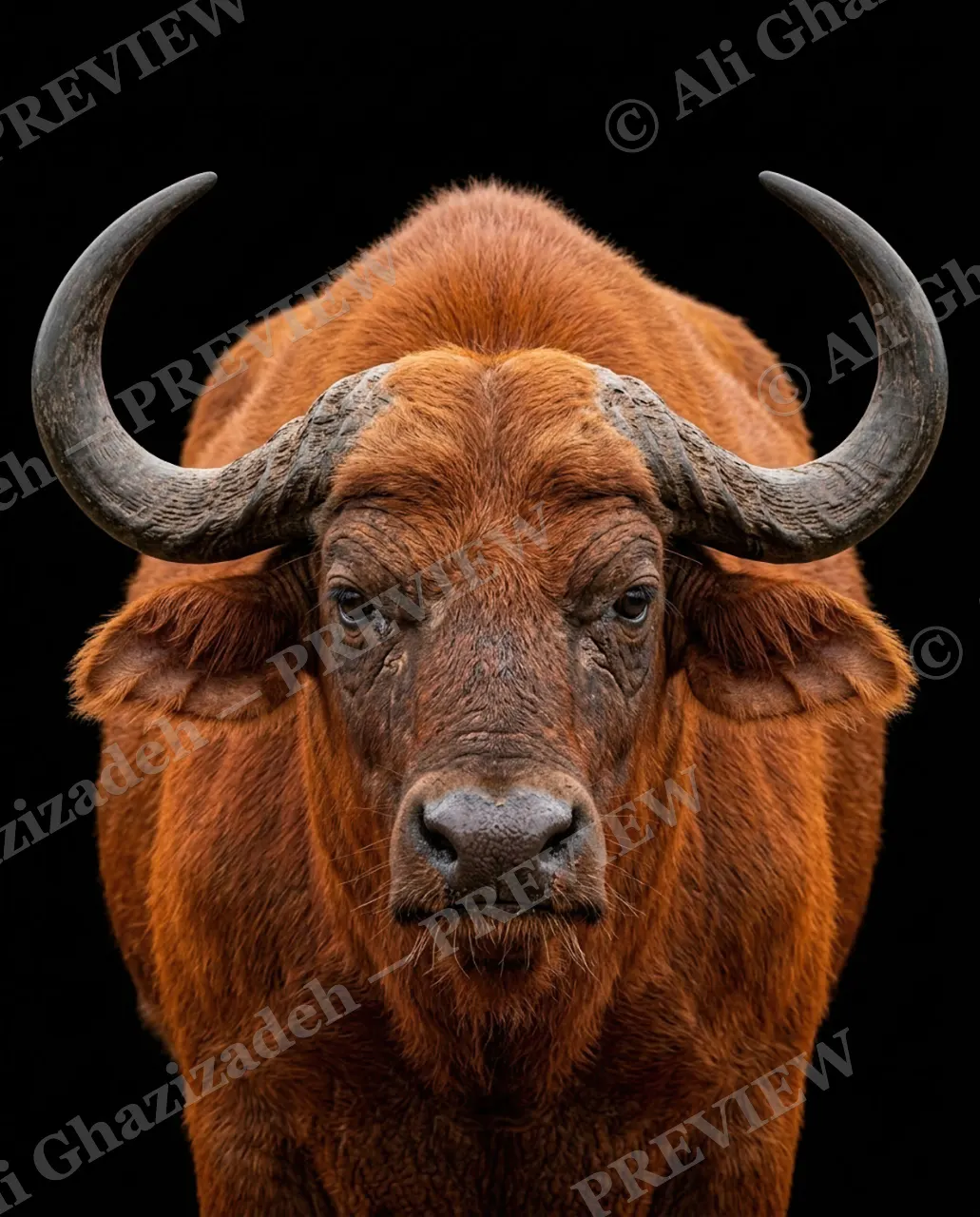 Horned Dynasty — Rust-Colored and Ready — African buffalo artwork by Ali Ghazizadeh