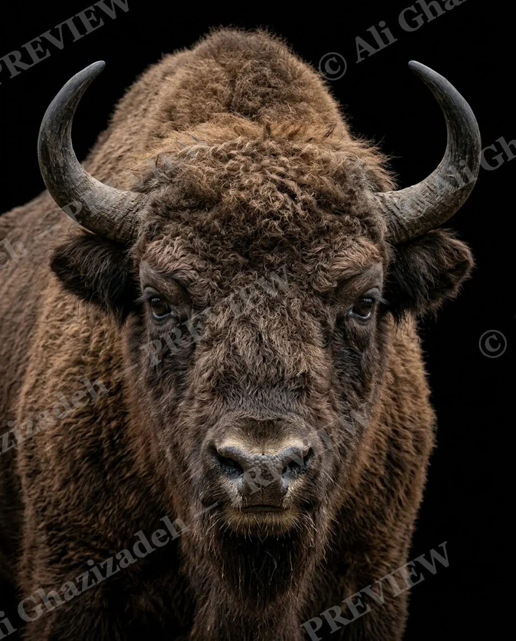 Horned Dynasty — Same Storm, New Bison — African buffalo artwork by Ali Ghazizadeh