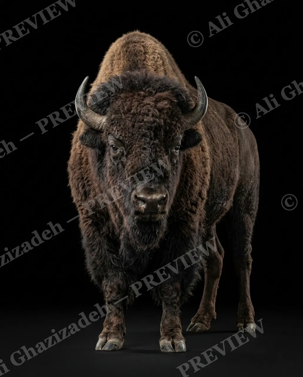 Horned Dynasty — Shoulders Full of Storm — African buffalo artwork by Ali Ghazizadeh