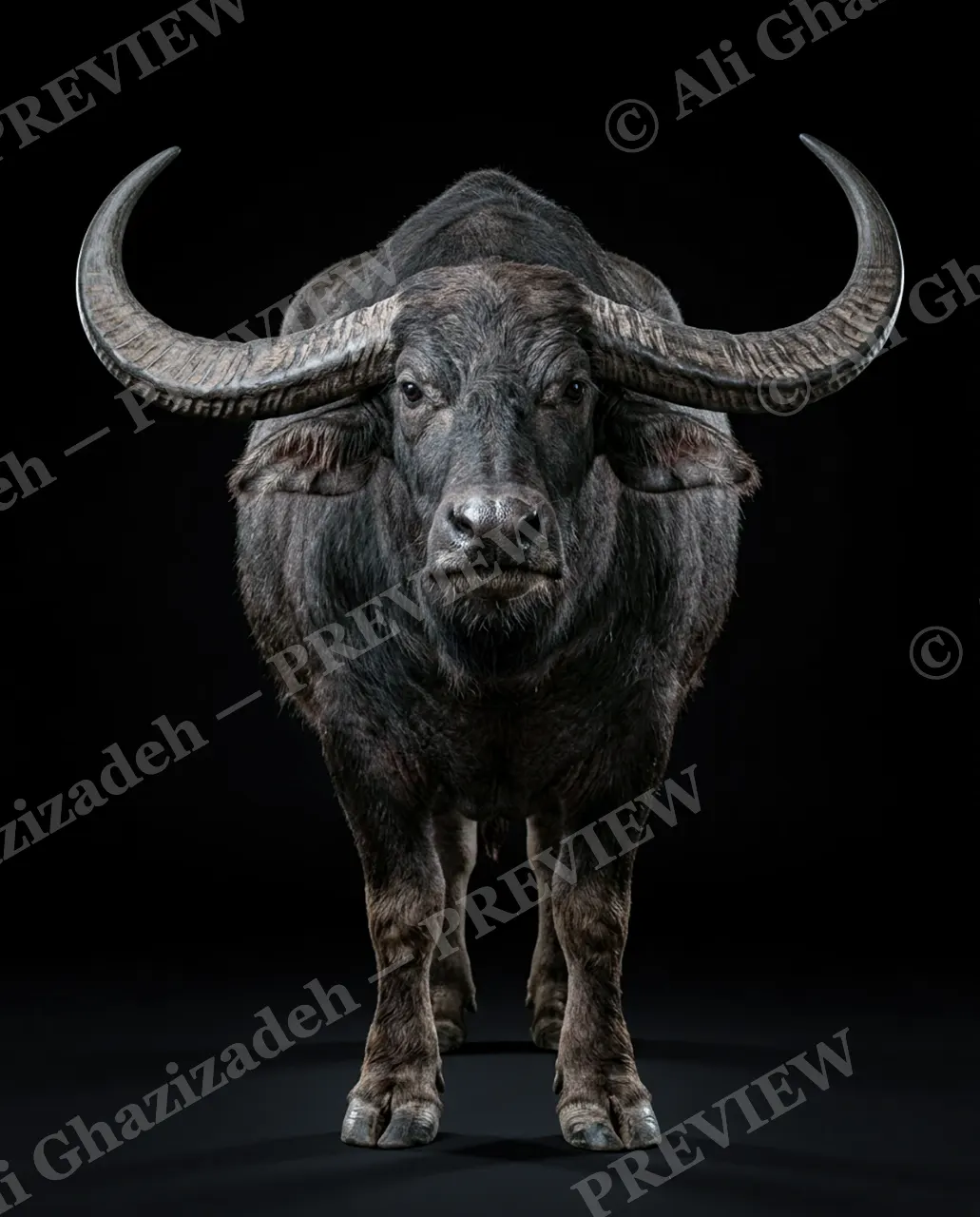 Horned Dynasty — The Dark Herd Leader — African buffalo artwork by Ali Ghazizadeh