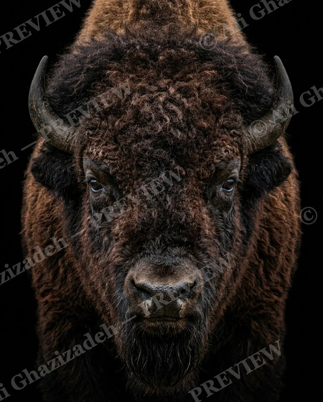 Horned Dynasty — Winter on Four Legs — African buffalo artwork by Ali Ghazizadeh