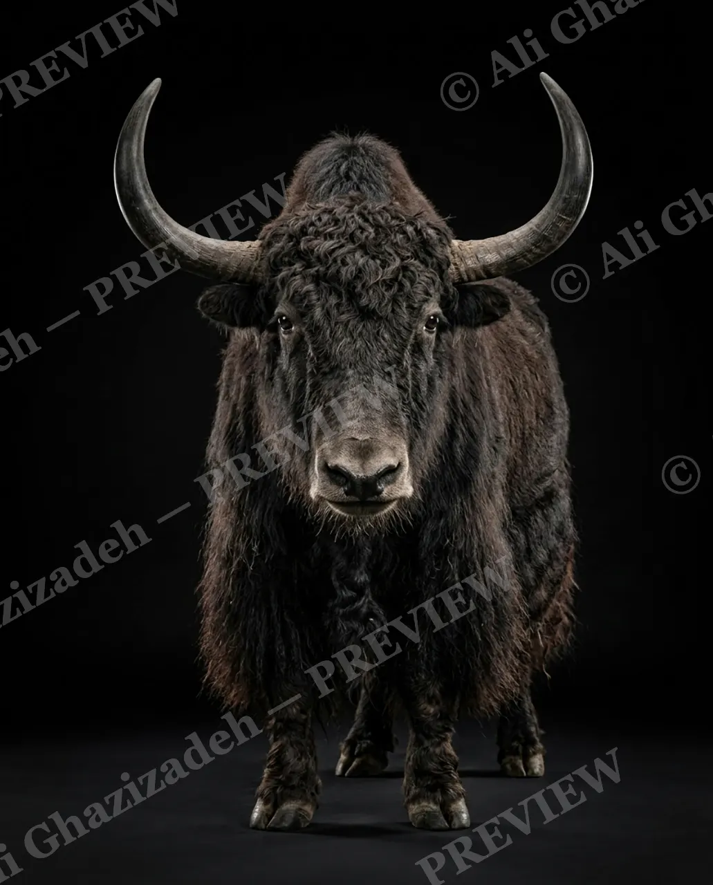 Horned Dynasty — Yak in Full Coat — African buffalo artwork by Ali Ghazizadeh