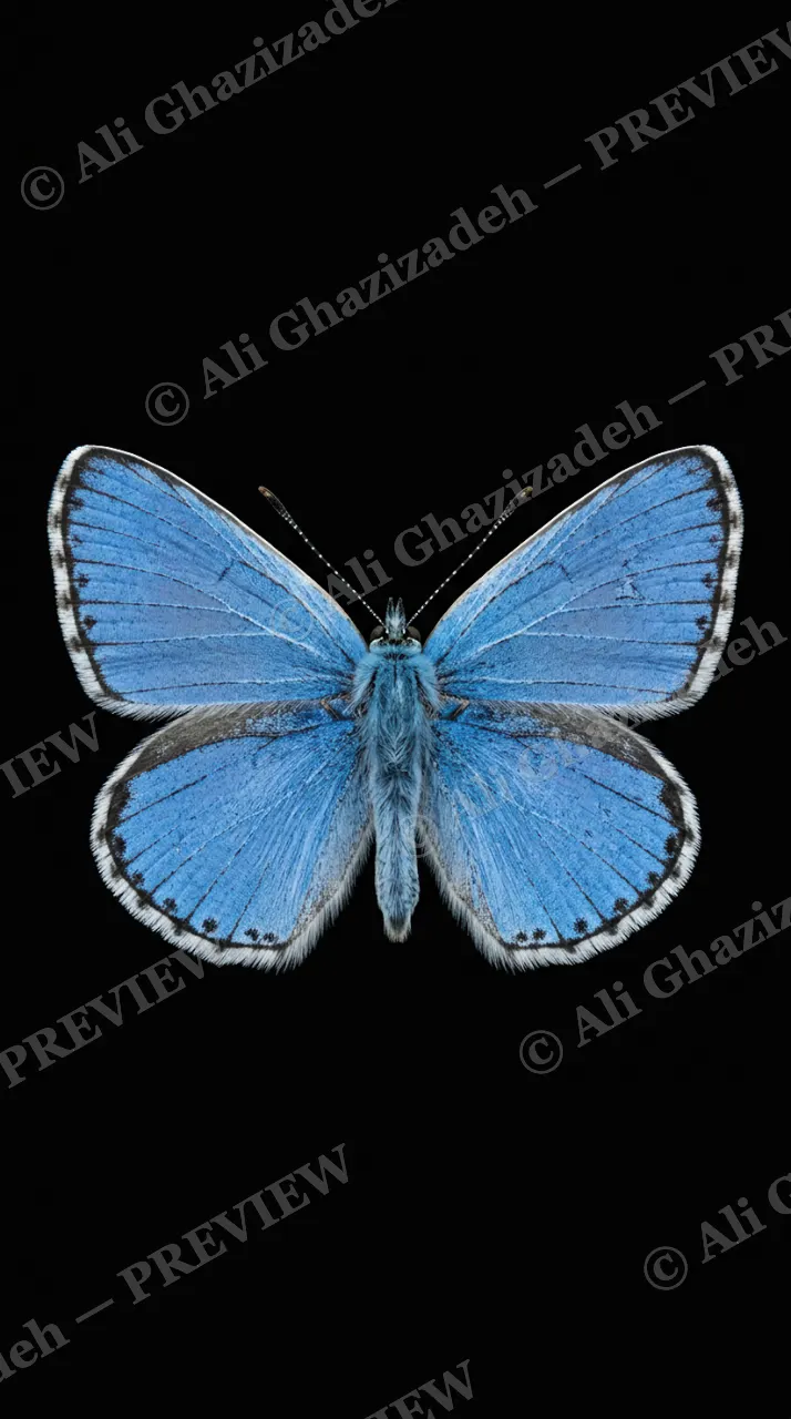 Cabinet of Wings — Adonis Blue — Butterfly artwork by Ali Ghazizadeh
