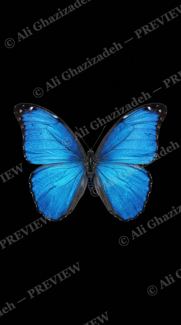 Cabinet of Wings — Blue Morpho — Butterfly artwork by Ali Ghazizadeh
