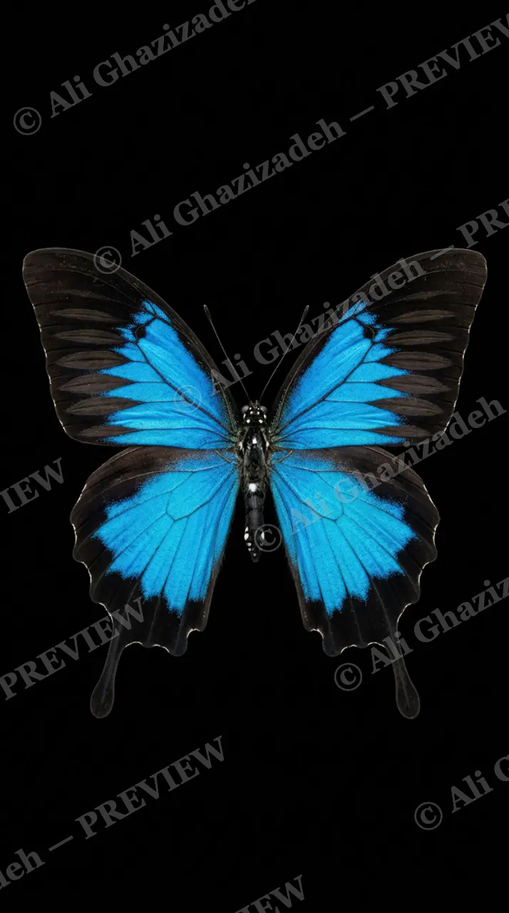 Cabinet of Wings — Blue Mountain Swallowtail — Butterfly artwork by Ali Ghazizadeh