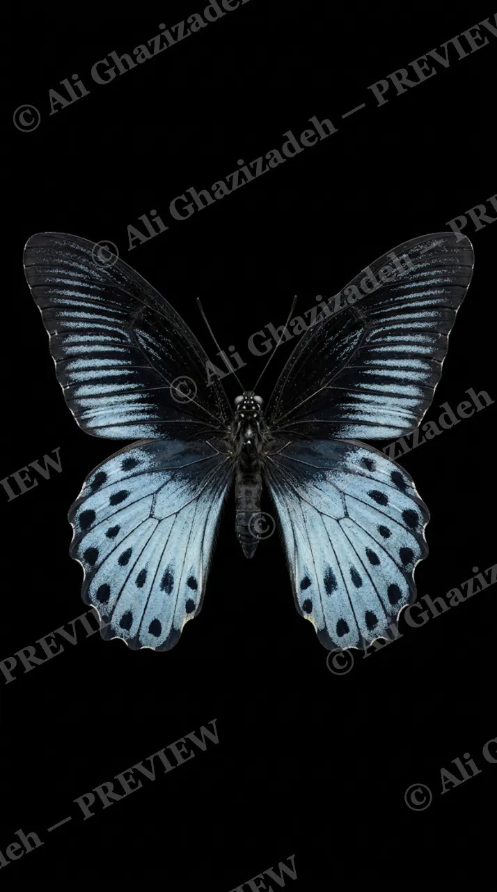Cabinet of Wings — Blue-spotted Swallowtail — Butterfly artwork by Ali Ghazizadeh