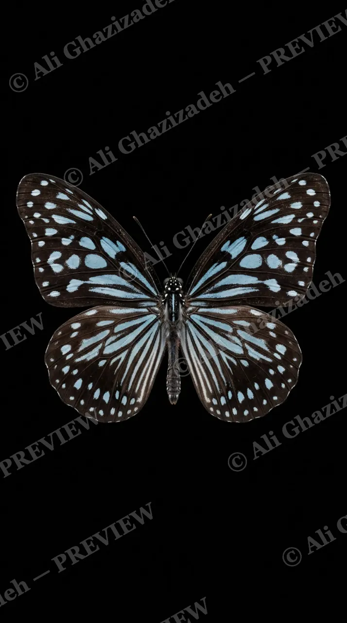 Cabinet of Wings — Blue Tiger — Butterfly artwork by Ali Ghazizadeh