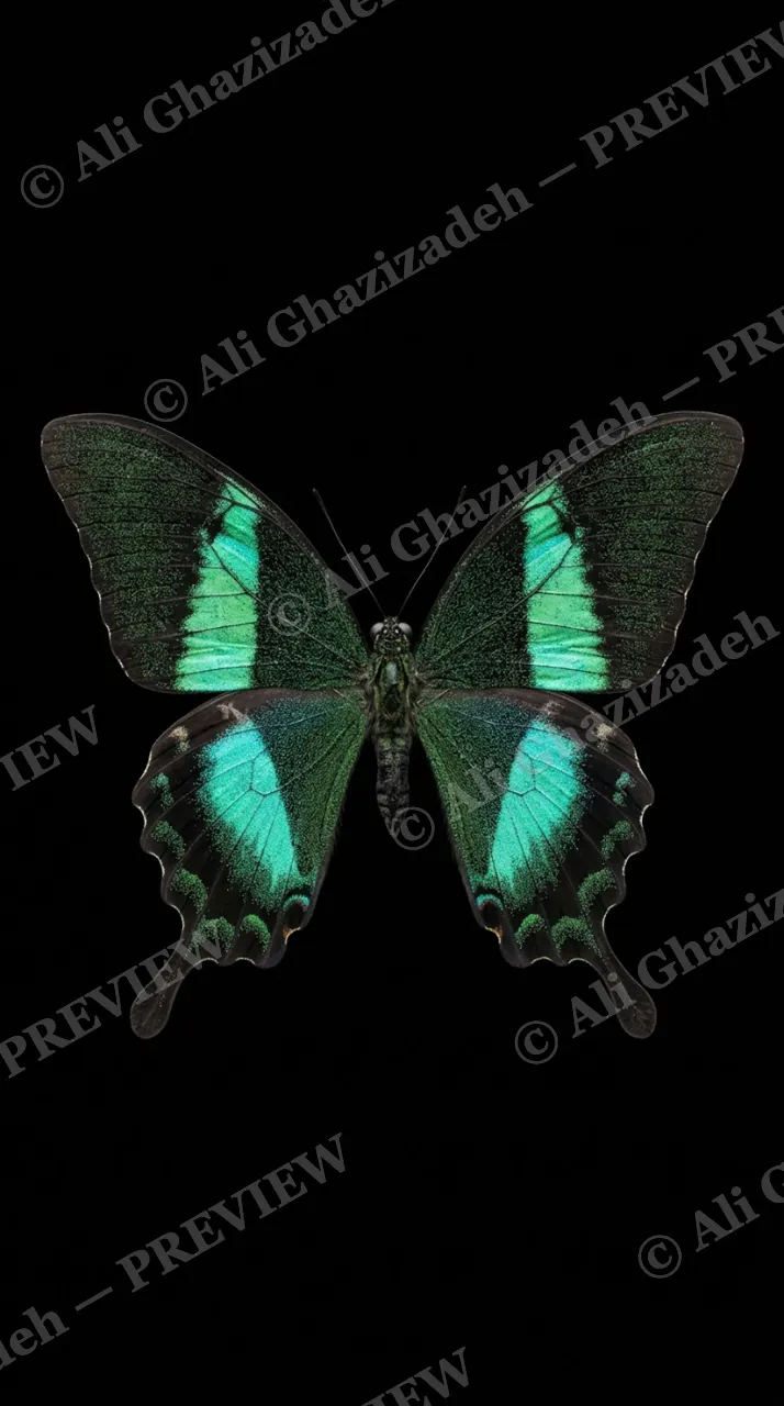 Cabinet of Wings — Emerald Swallowtail — Butterfly artwork by Ali Ghazizadeh