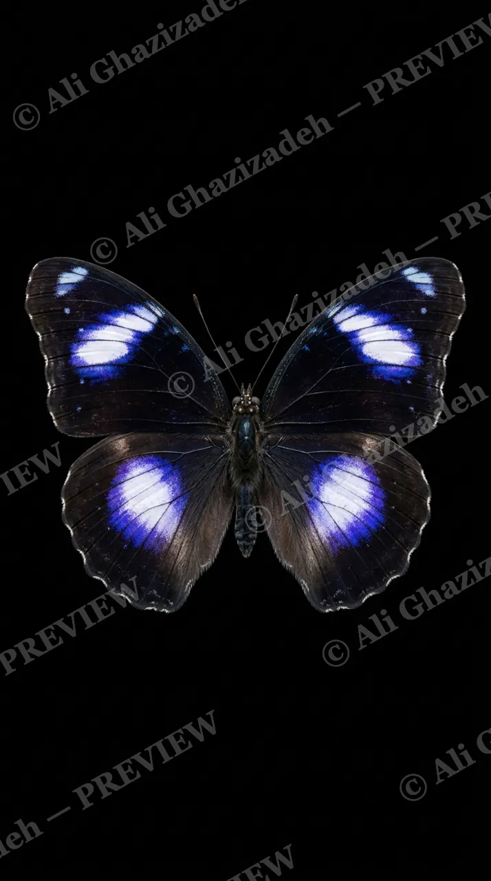 Cabinet of Wings — Indigo Emperor — Butterfly artwork by Ali Ghazizadeh