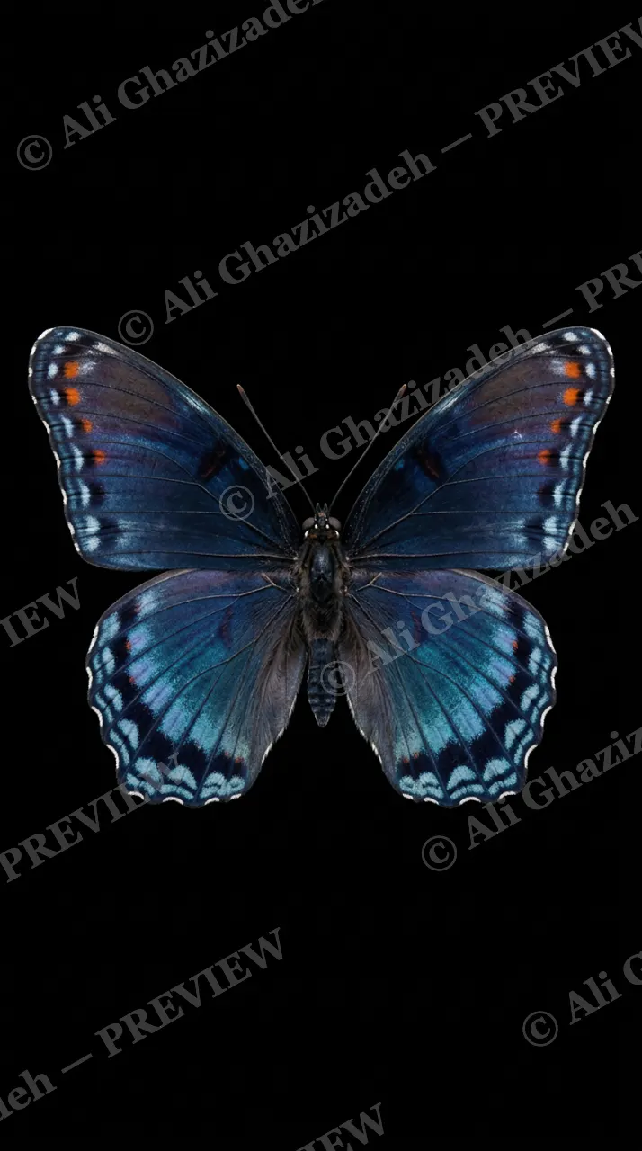 Cabinet of Wings — Red-spotted Purple — Butterfly artwork by Ali Ghazizadeh