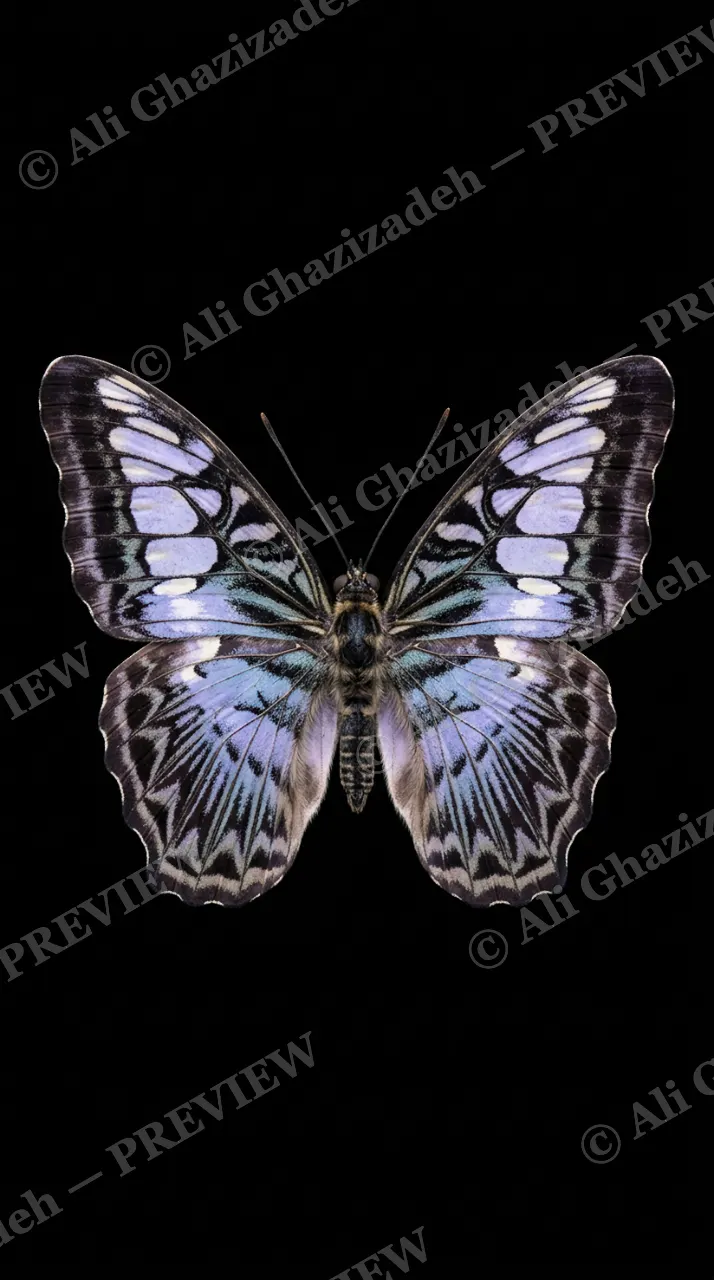 Cabinet of Wings — The Clipper — Butterfly artwork by Ali Ghazizadeh