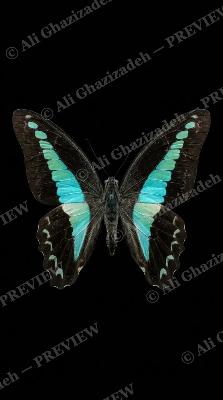 Cabinet of Wings — Turquoise Swallowtail — Butterfly artwork by Ali Ghazizadeh