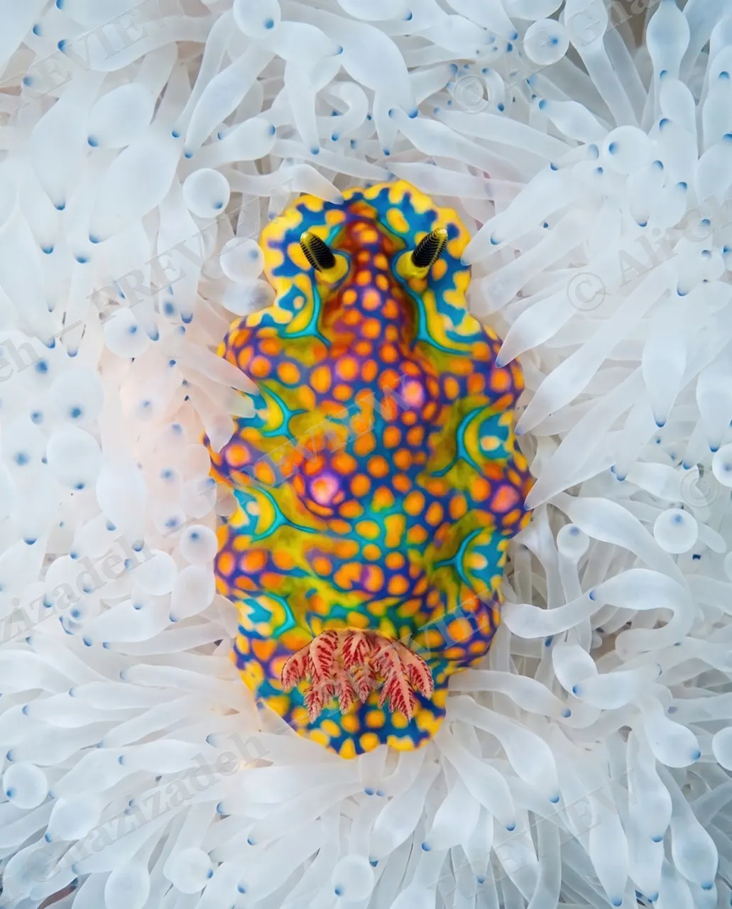 Camouflage Fail — Eyes on You — Nudibranch artwork by Ali Ghazizadeh