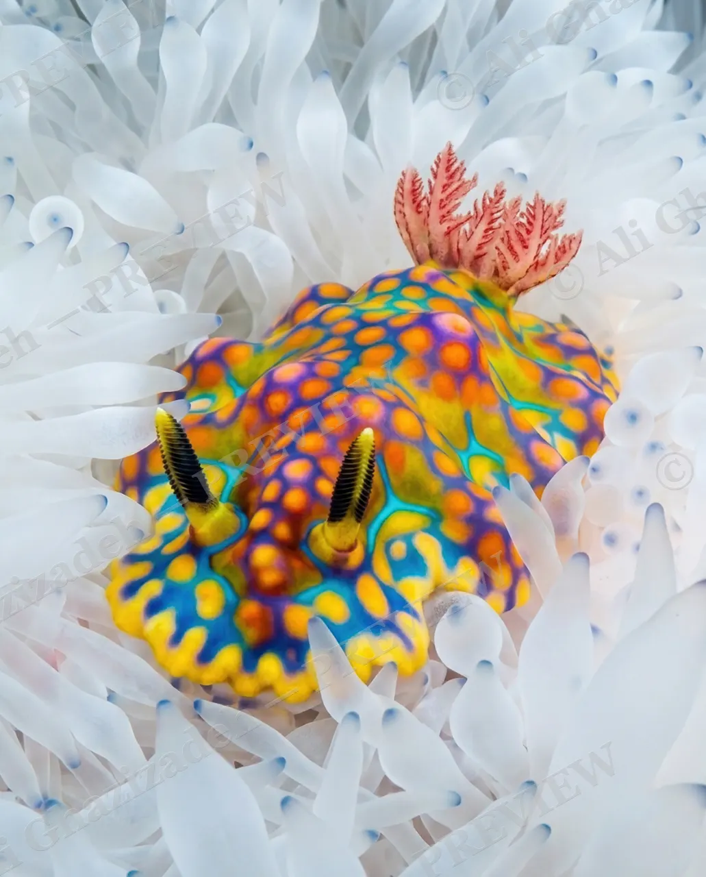 Camouflage Fail — Not Even Trying — Nudibranch artwork by Ali Ghazizadeh