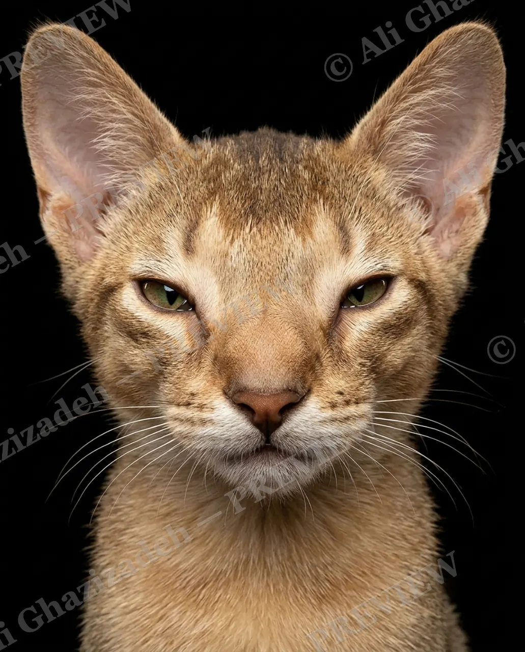 CATALOGUE OF CATTITUDE — Judging You — Domestic cat artwork by Ali Ghazizadeh