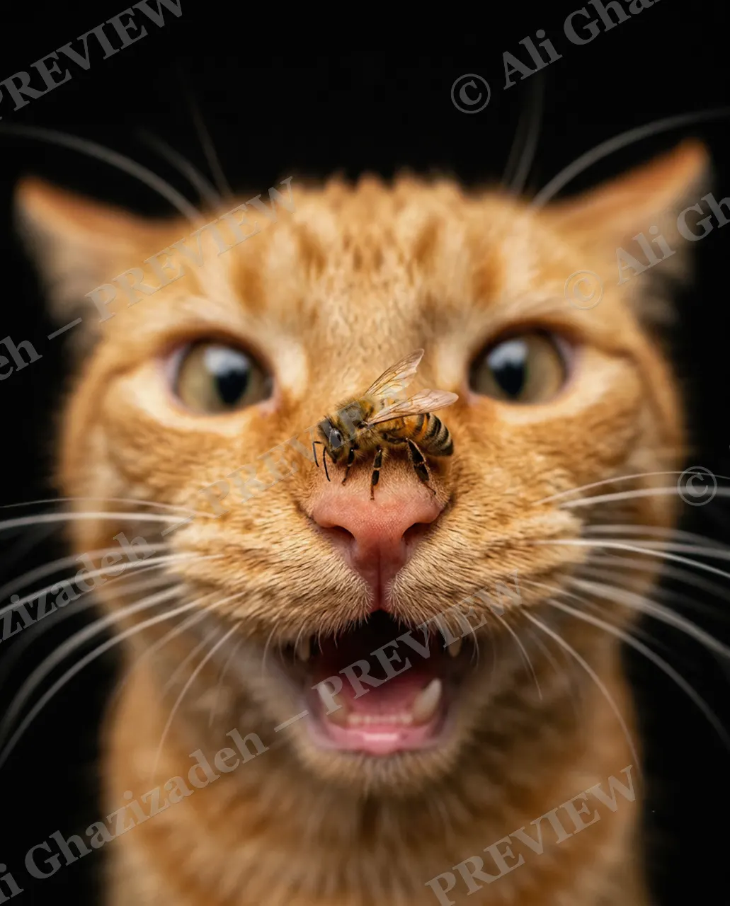 CATALOGUE OF CATTITUDE — Buzzed — Domestic cat artwork by Ali Ghazizadeh