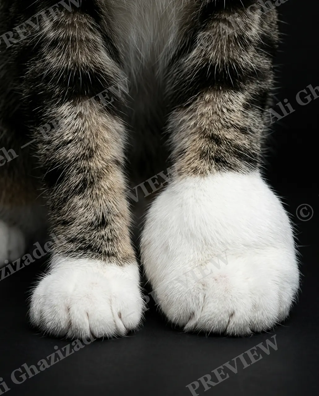 CATALOGUE OF CATTITUDE — Odd Socks — Domestic cat artwork by Ali Ghazizadeh