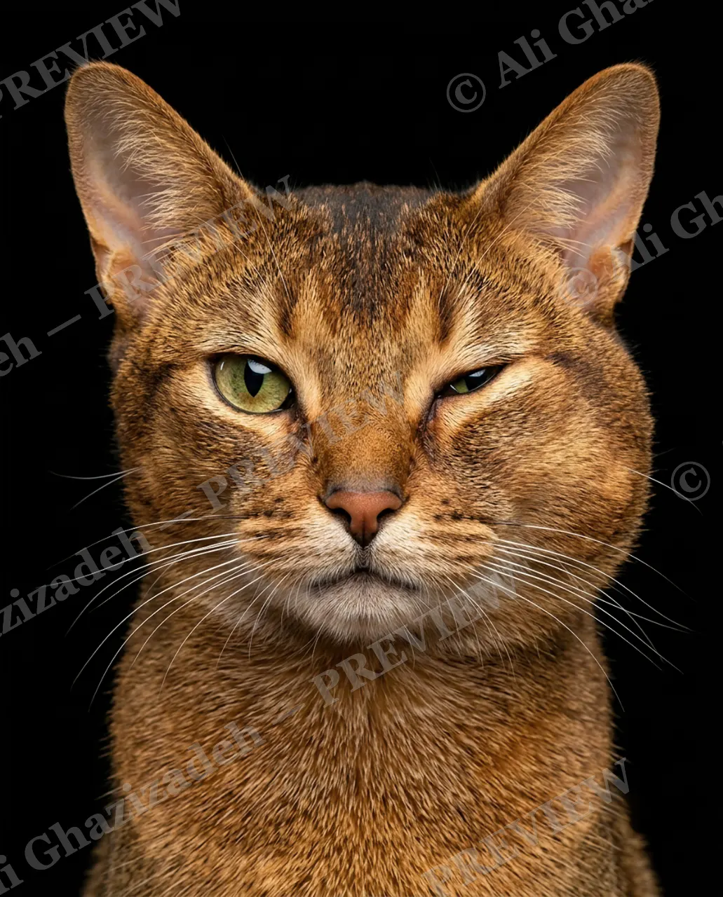 CATALOGUE OF CATTITUDE — Side Eye — Domestic cat artwork by Ali Ghazizadeh