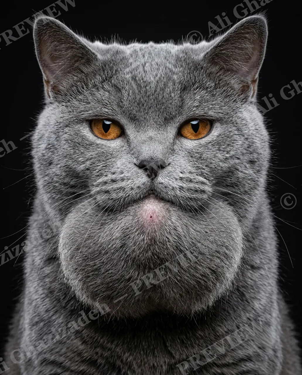 CATALOGUE OF CATTITUDE — The Chin — Domestic cat artwork by Ali Ghazizadeh