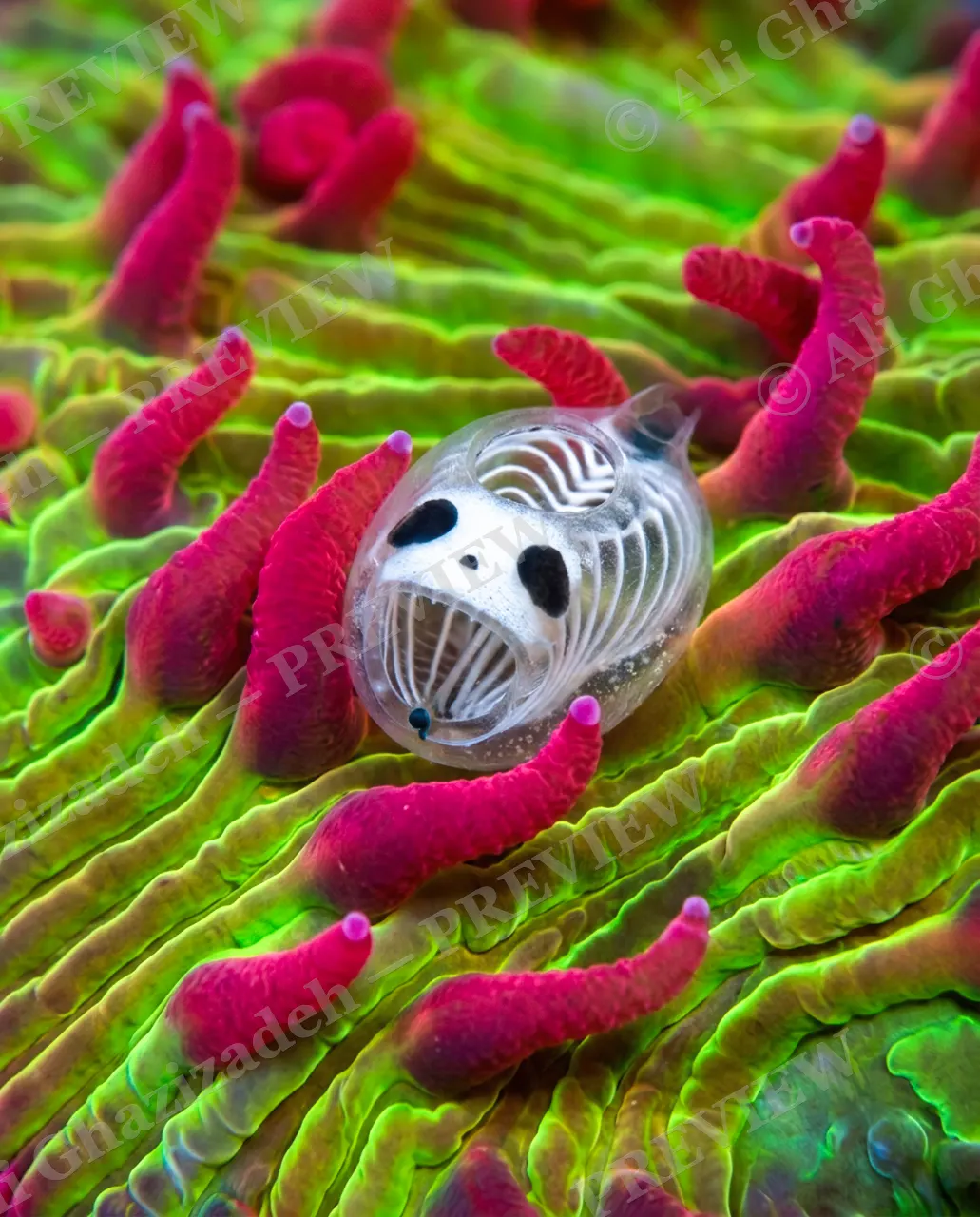 Caught Red-Handed — Pointing Fingers — Pyrosome artwork by Ali Ghazizadeh