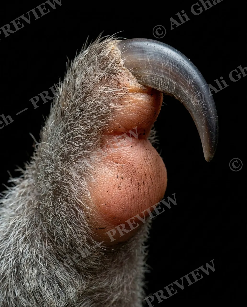 Claws for Concern — One Giant Hook — Tamandua artwork by Ali Ghazizadeh