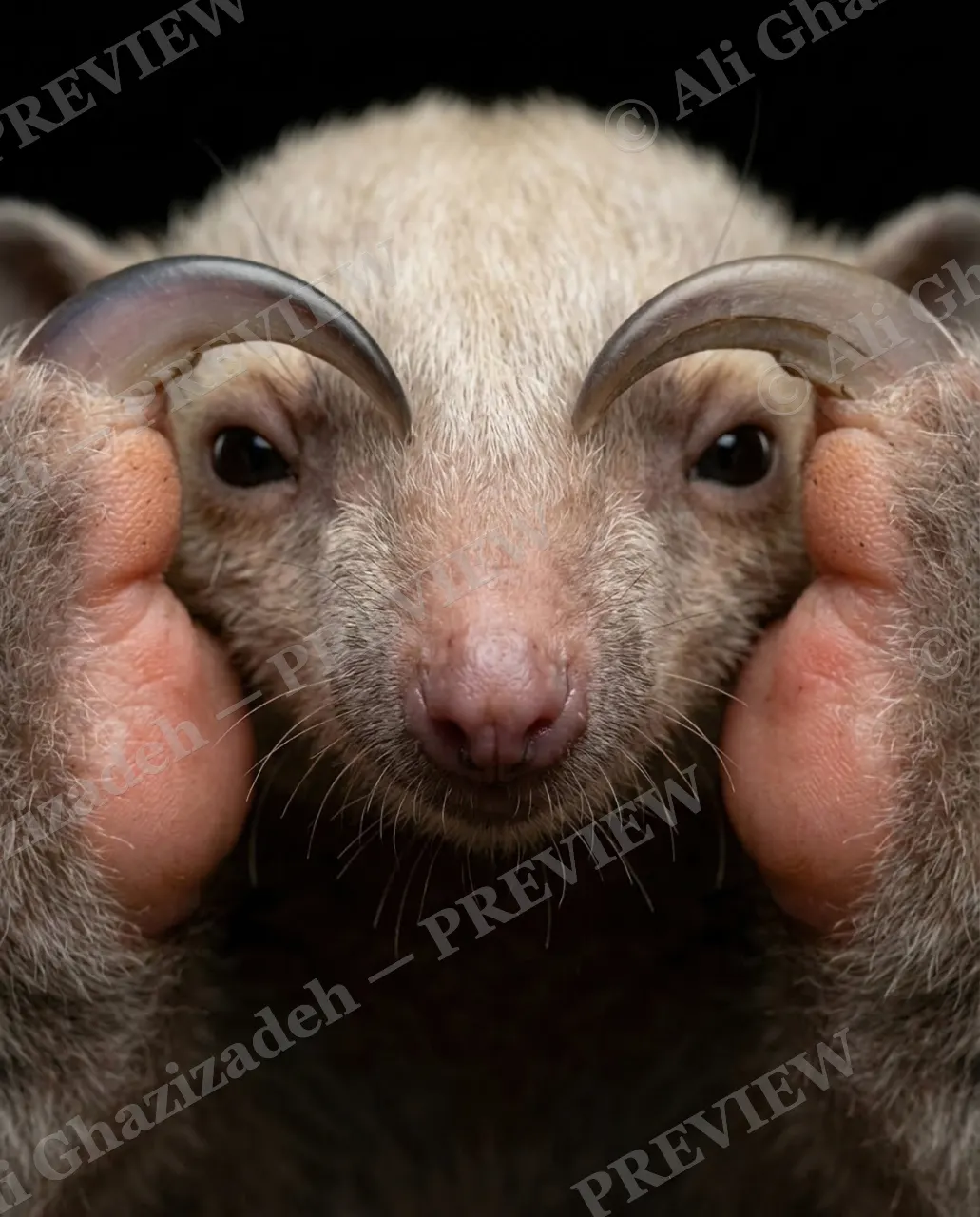 Claws for Concern — Peeking Between the Hooks — Tamandua artwork by Ali Ghazizadeh
