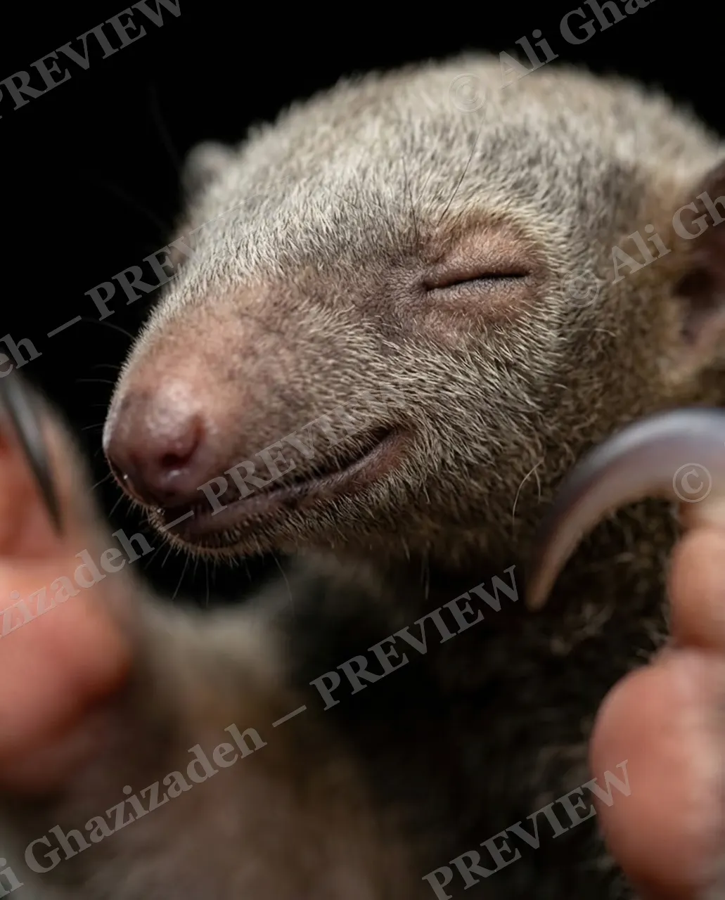 Claws for Concern — Sound Asleep — Tamandua artwork by Ali Ghazizadeh
