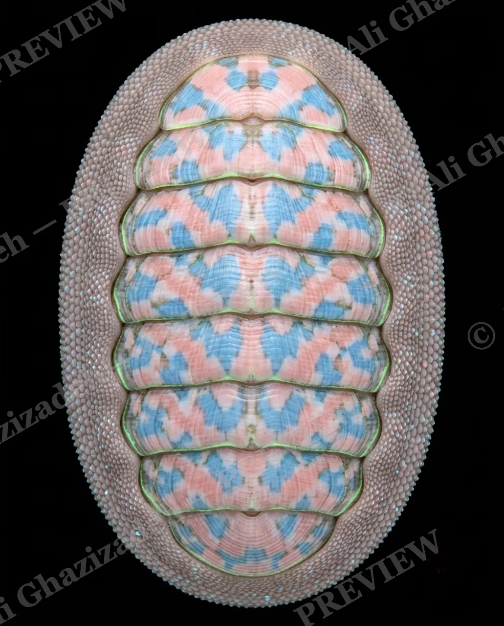 Coat of Many Colors — Cotton Candy Chiton — Chiton artwork by Ali Ghazizadeh
