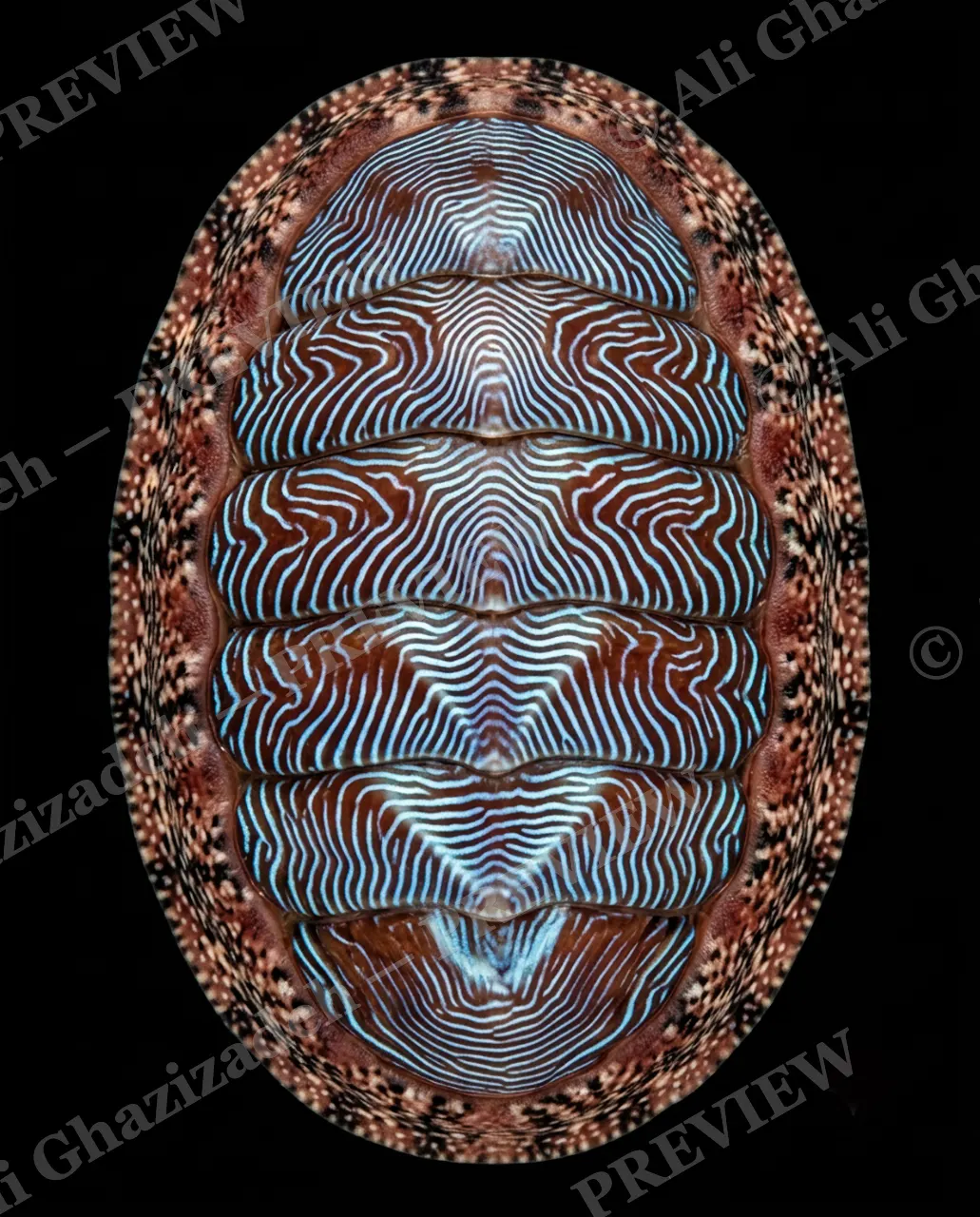 Coat of Many Colors — Electric Blue Zebra — Chiton artwork by Ali Ghazizadeh