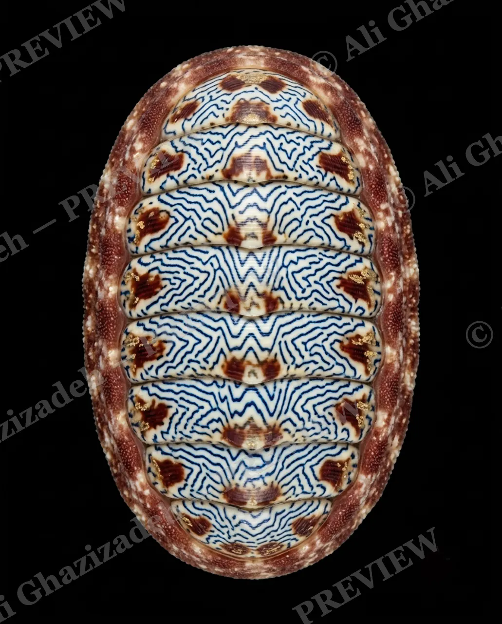 Coat of Many Colors — Gilded Blue Maze — Chiton artwork by Ali Ghazizadeh