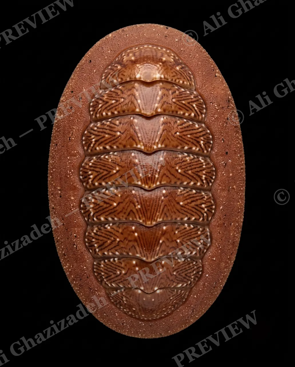 Coat of Many Colors — Golden Chevron Shell — Chiton artwork by Ali Ghazizadeh