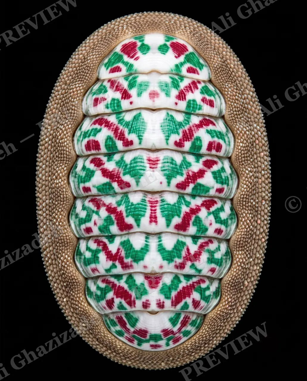 Coat of Many Colors — Holly Berry Coat — Chiton artwork by Ali Ghazizadeh