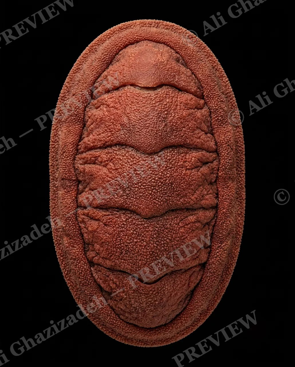 Coat of Many Colors — Plain Red Armor — Chiton artwork by Ali Ghazizadeh