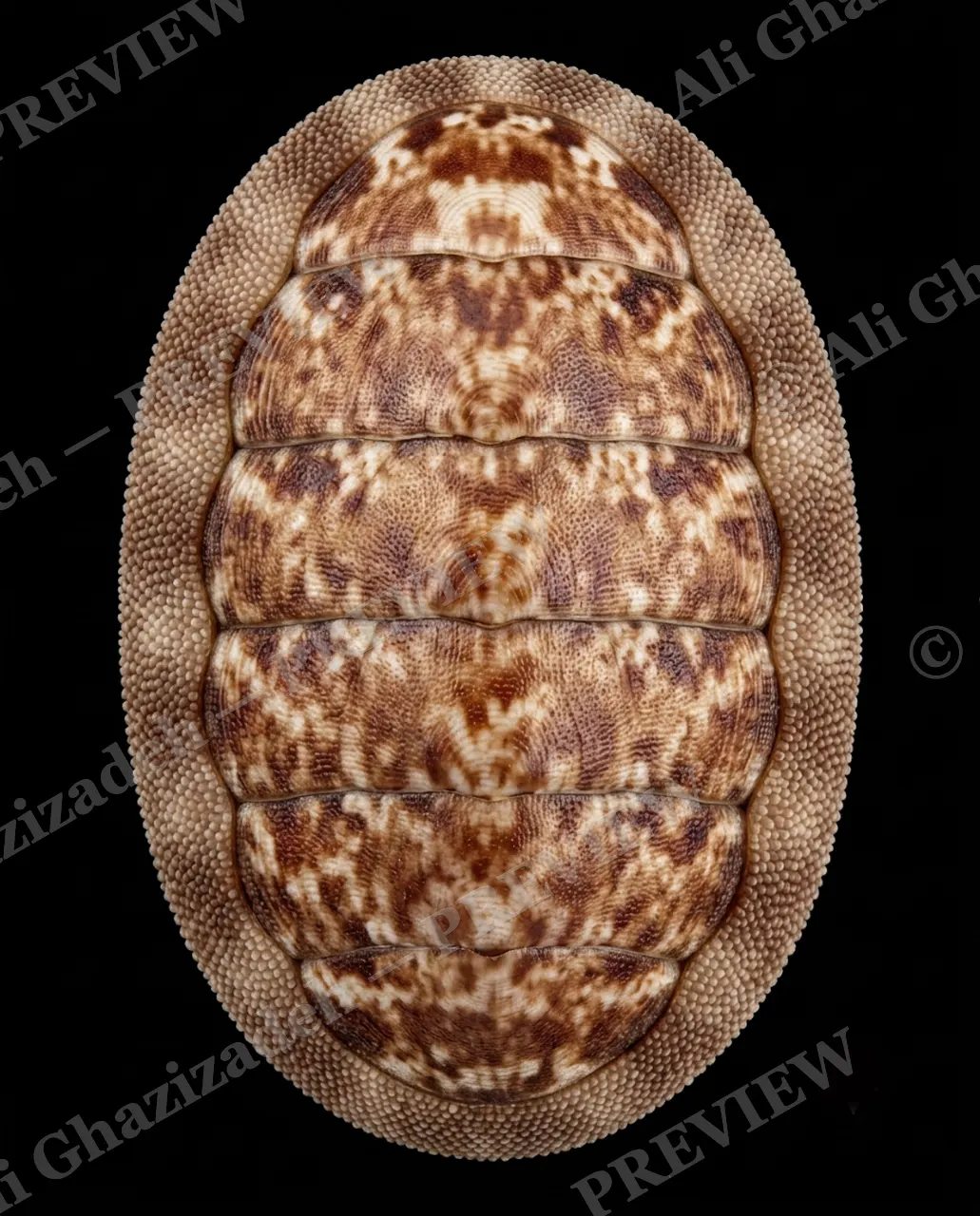 Coat of Many Colors — Marbled Bronze Coat — Chiton artwork by Ali Ghazizadeh