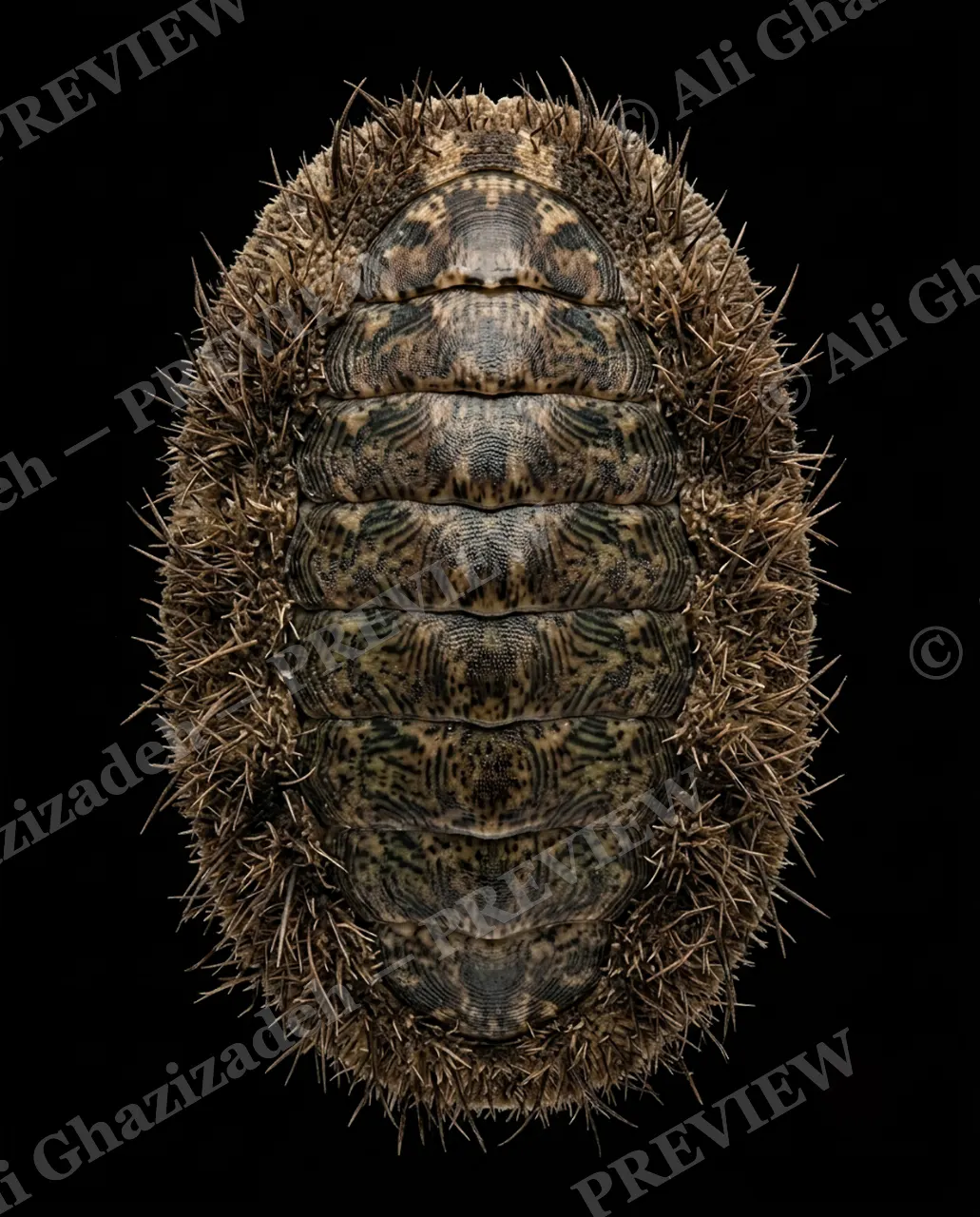 Coat of Many Colors — Mossy Bristle Coat — Chiton artwork by Ali Ghazizadeh
