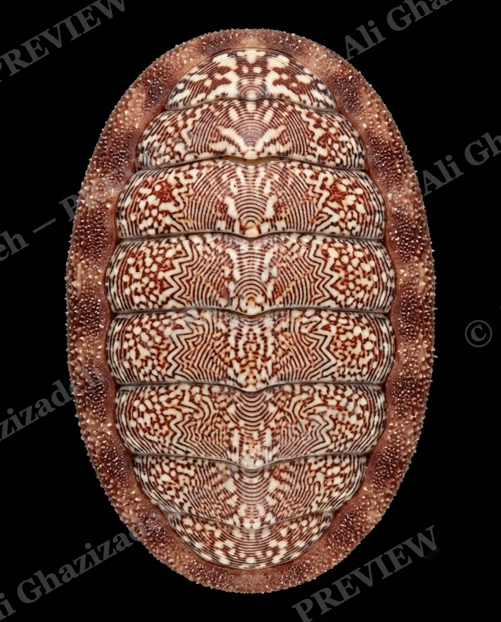 Coat of Many Colors — Rust Lace Pattern — Chiton artwork by Ali Ghazizadeh