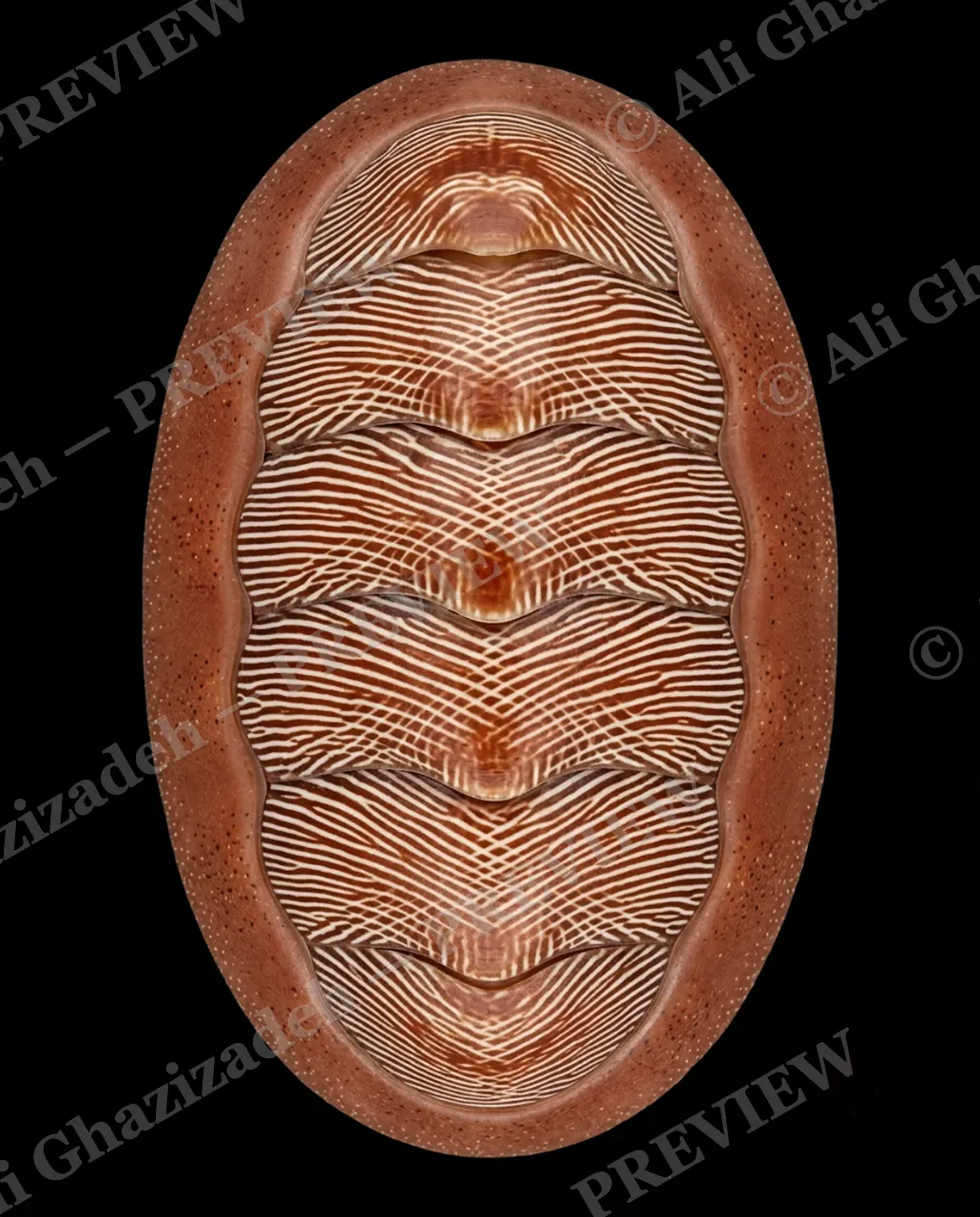 Coat of Many Colors — Sand Ripple Weave — Chiton artwork by Ali Ghazizadeh